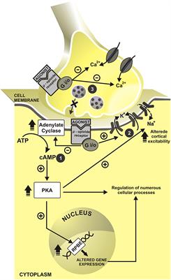 Transcranial Direct Current Stimulation to Improve the Dysfunction of Descending Pain Modulatory System Related to Opioids in Chronic Non-cancer Pain: An Integrative Review of Neurobiology and Meta-Analysis